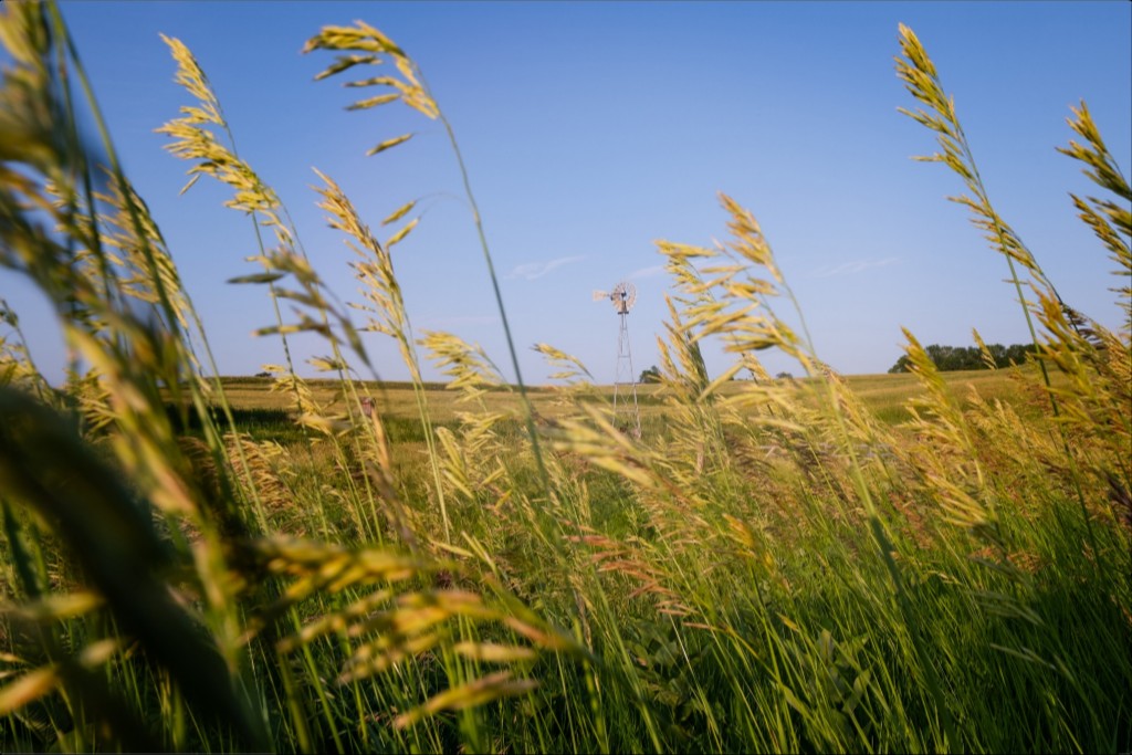 Historic Windmill and Prairie Grass