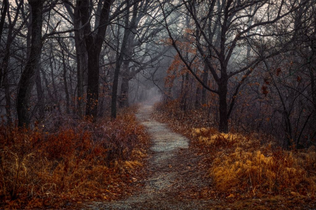 Misty Fall Path