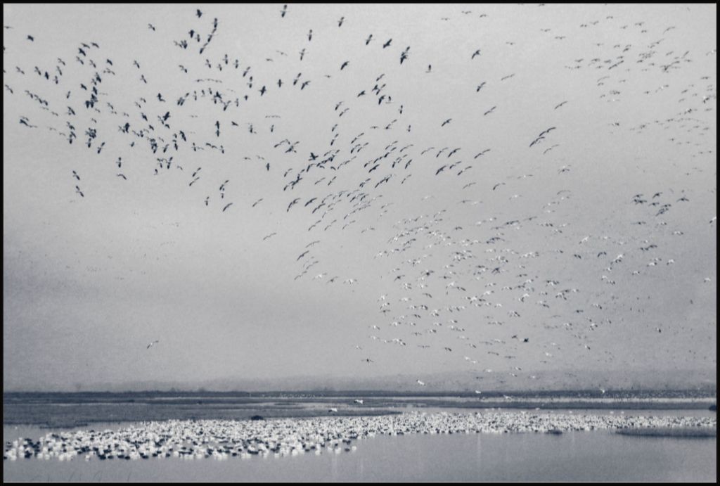 Snow Goose Cyanotype I