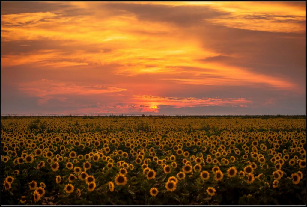 Sunflower Sunset