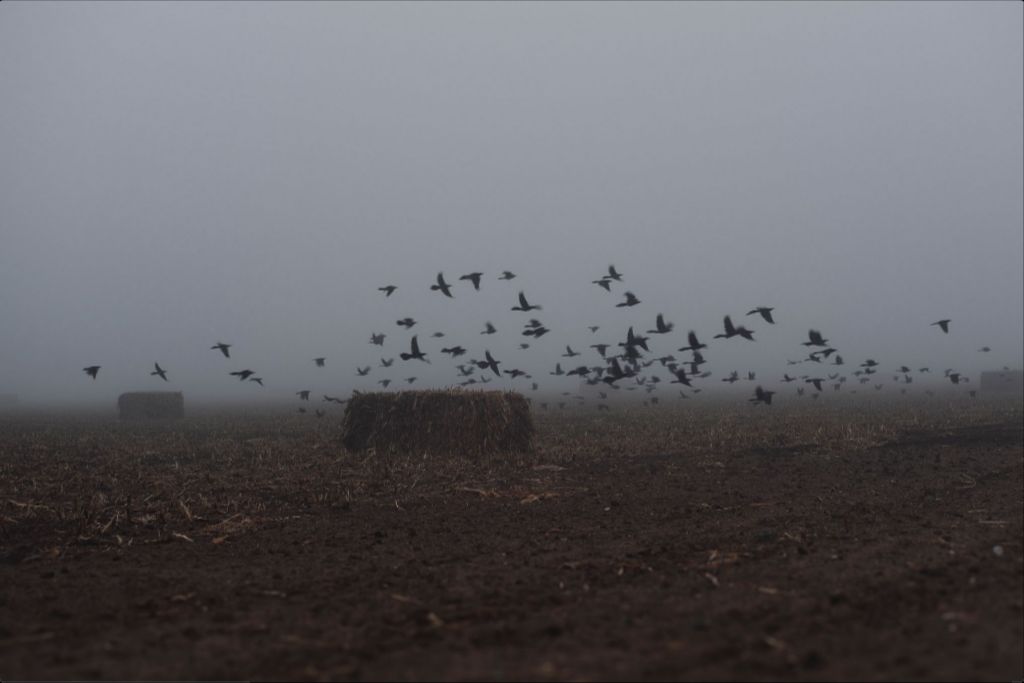 Foggy Field with Grackles