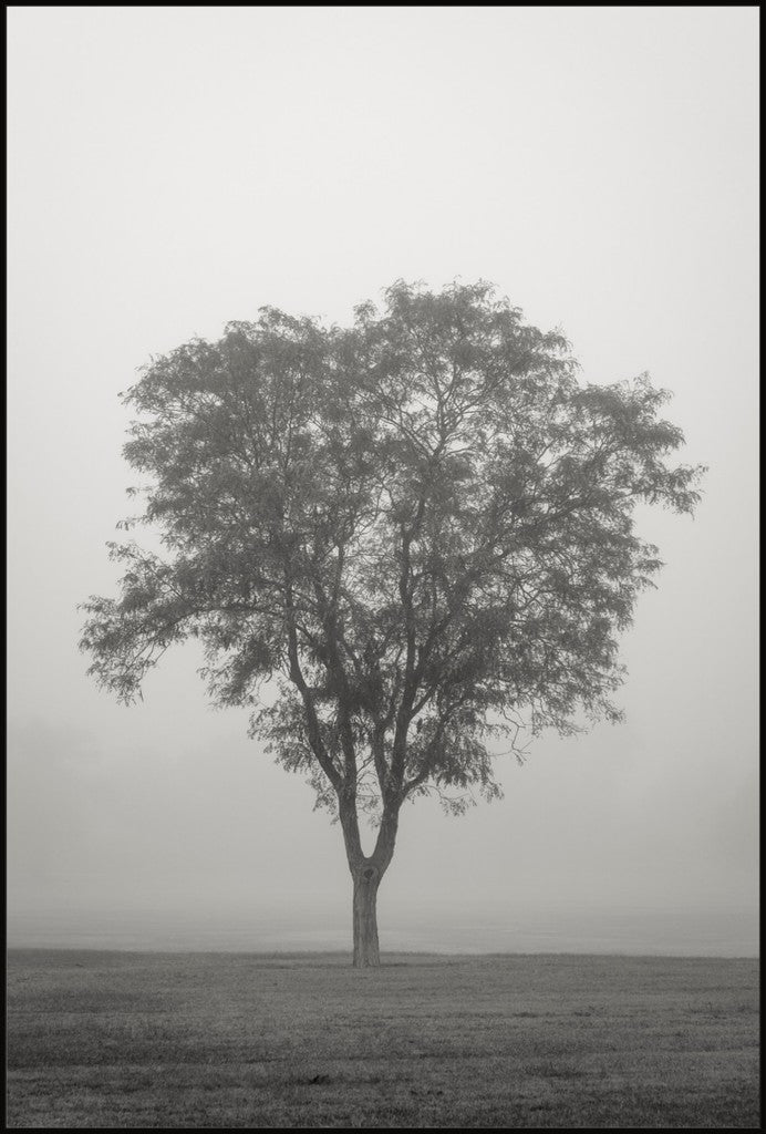 Tree in Fog