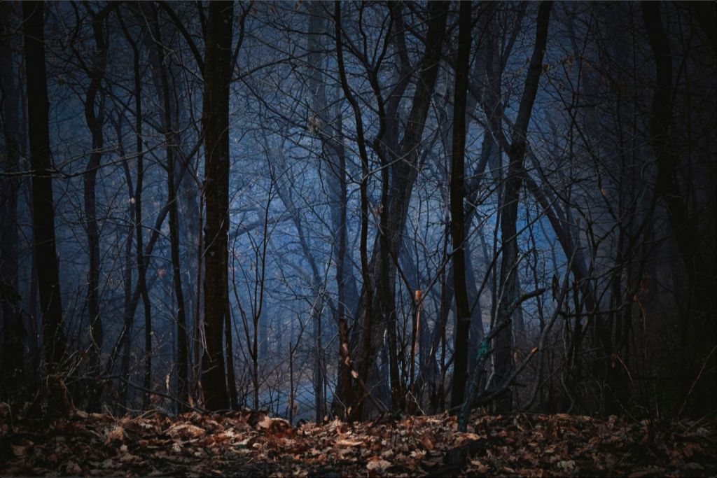 Foggy Hardwood Forest