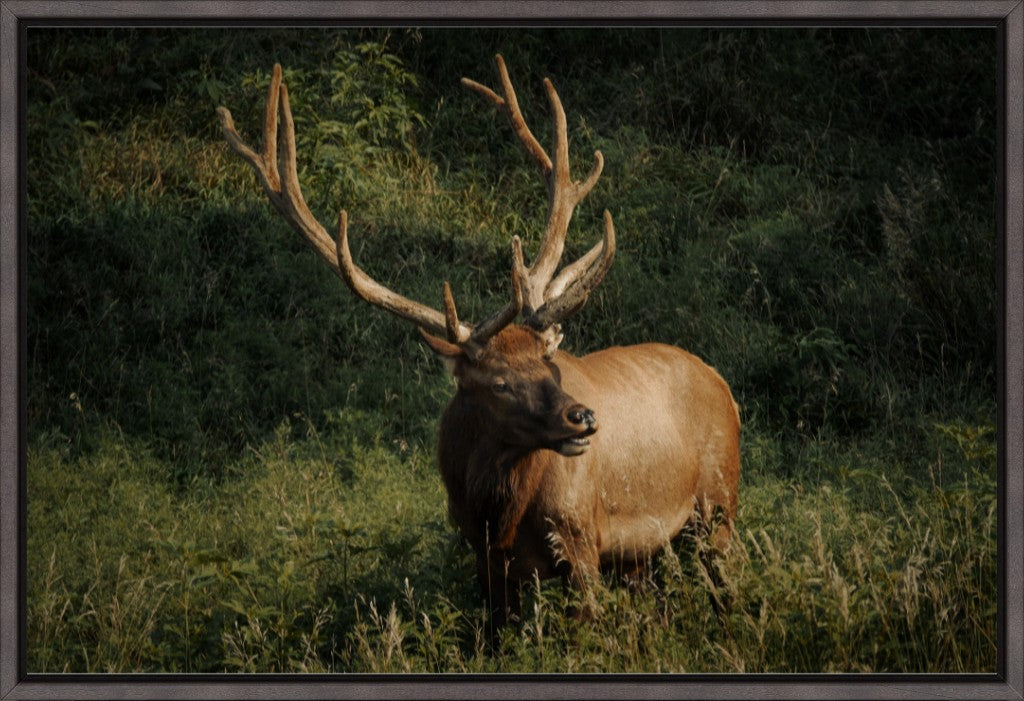 Ashland Bull Elk I