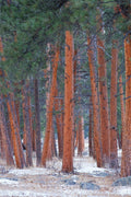 Snowy Pines Vertical