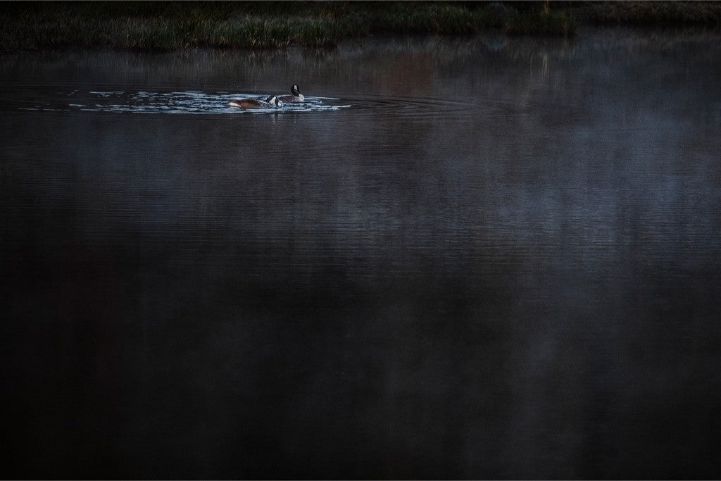 Geese on the Pond