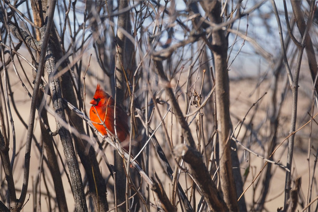 Northern Cardinal in Winter