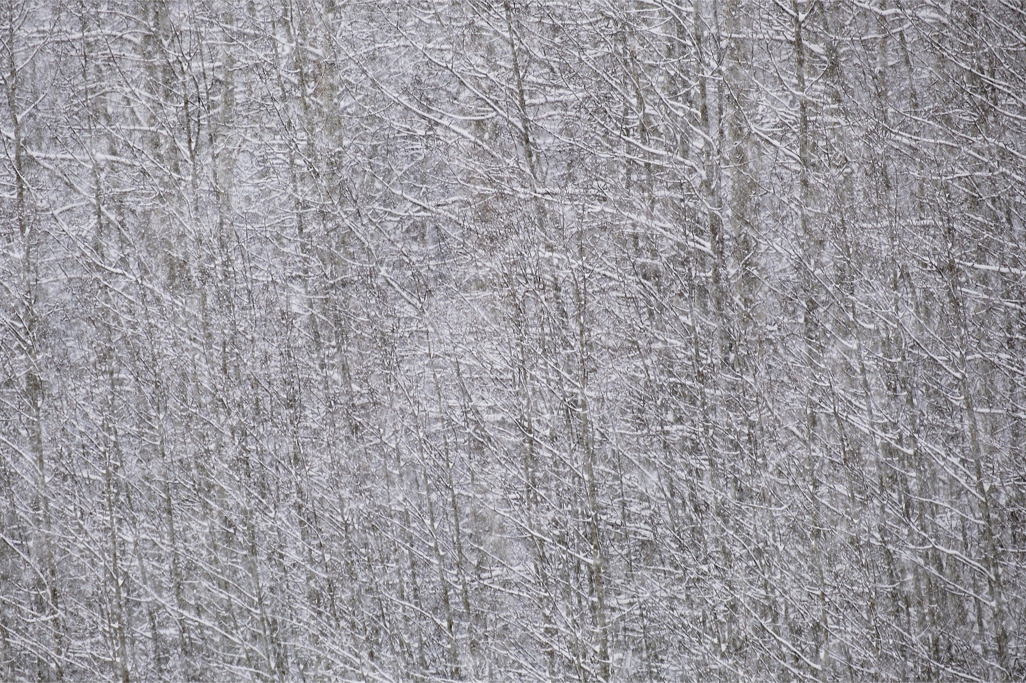 Heavy Snow & Forest Abstract I