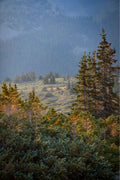 Moose Sunrise Vertical