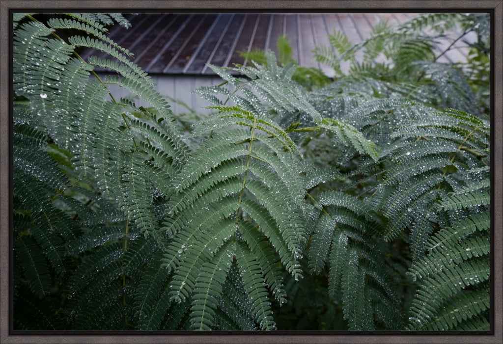 Water Droplets on Persian Silk II