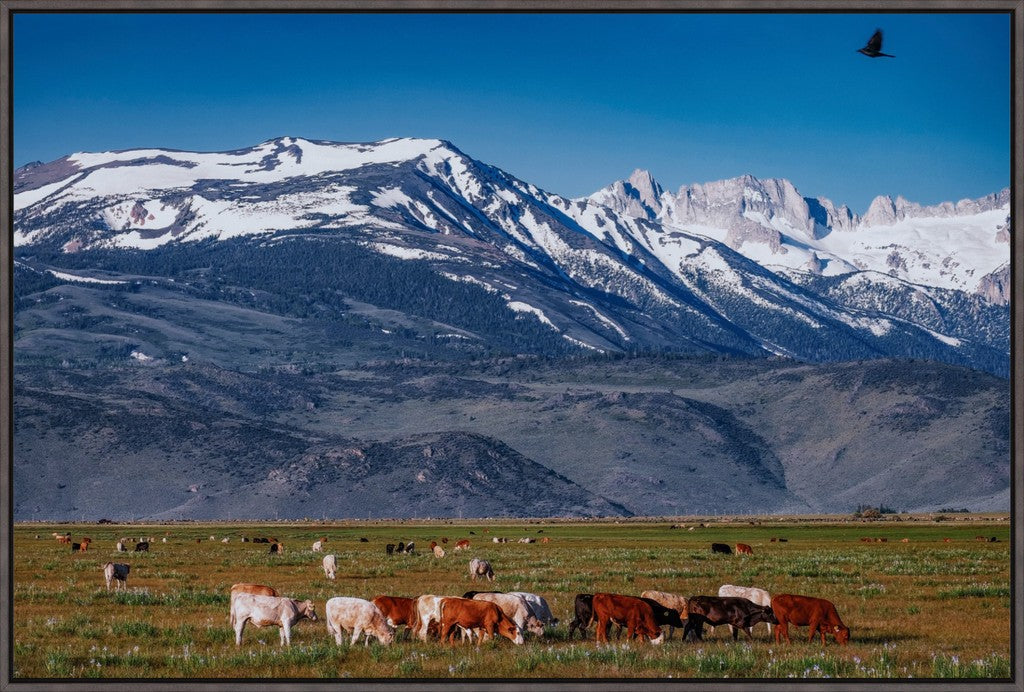 California Pasture