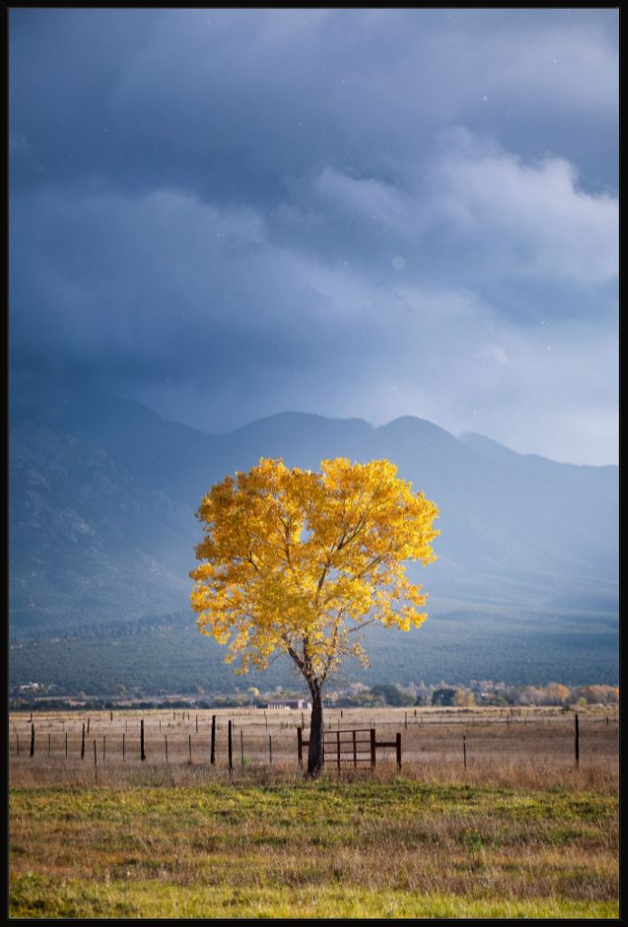 Solitary Cottonwood II