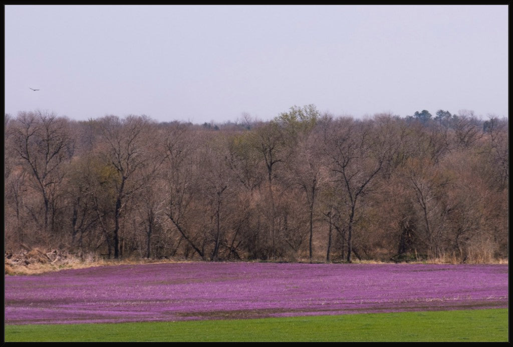 Spring Henbit