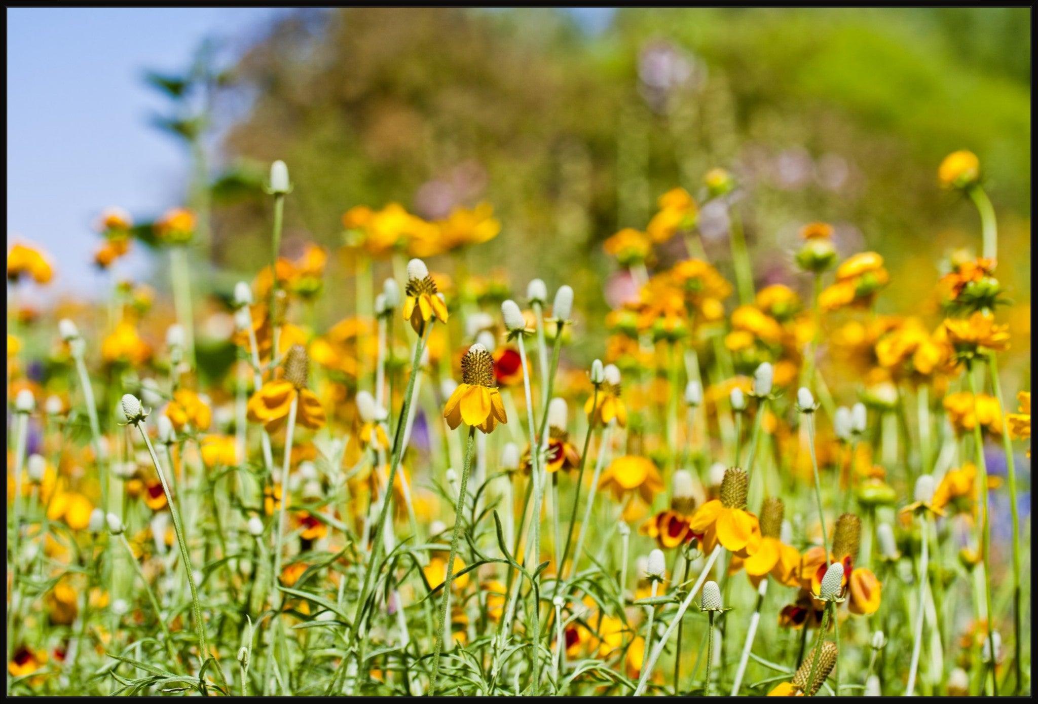 Summer Wildflowers