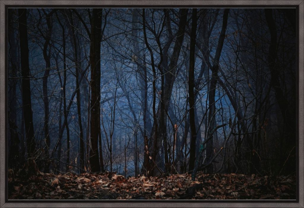 Foggy Hardwood Forest