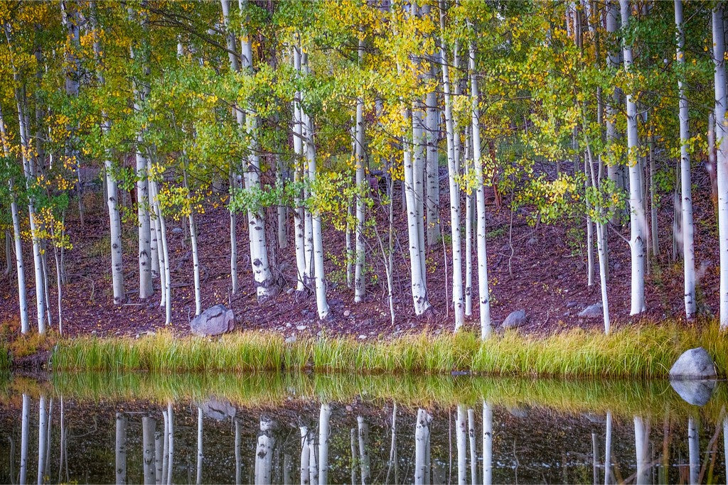 Fall Reflections