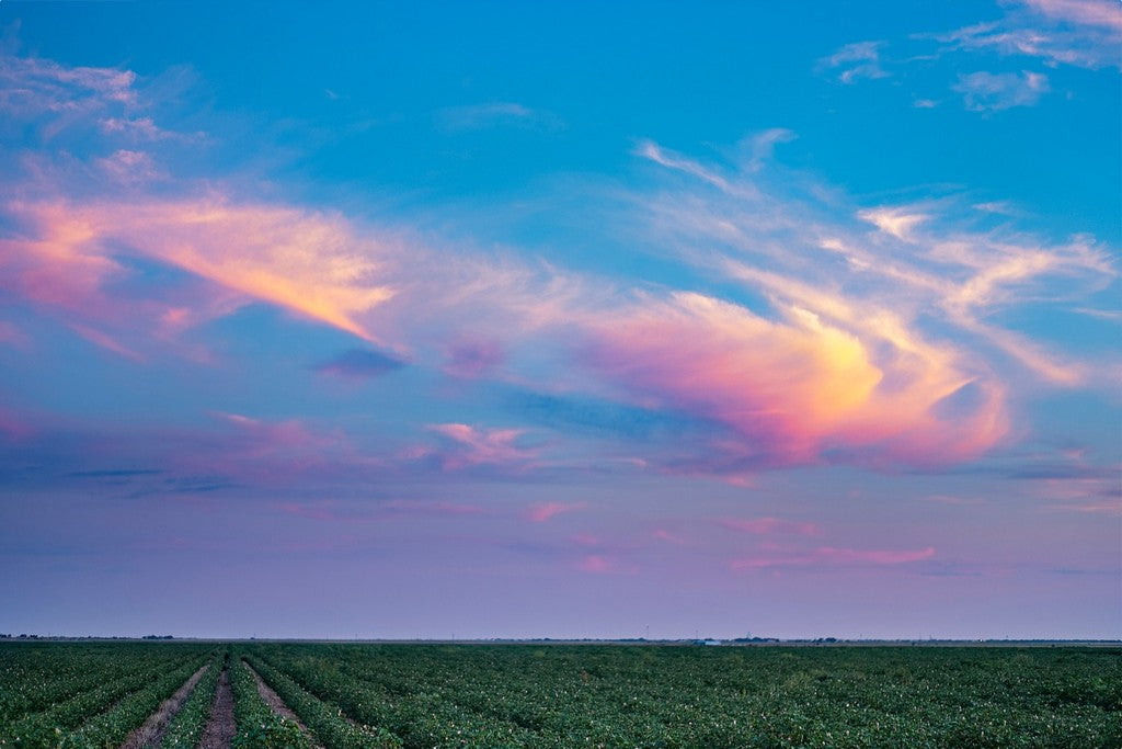 Cotton Field at Sunset