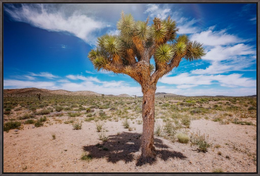 Joshua Tree