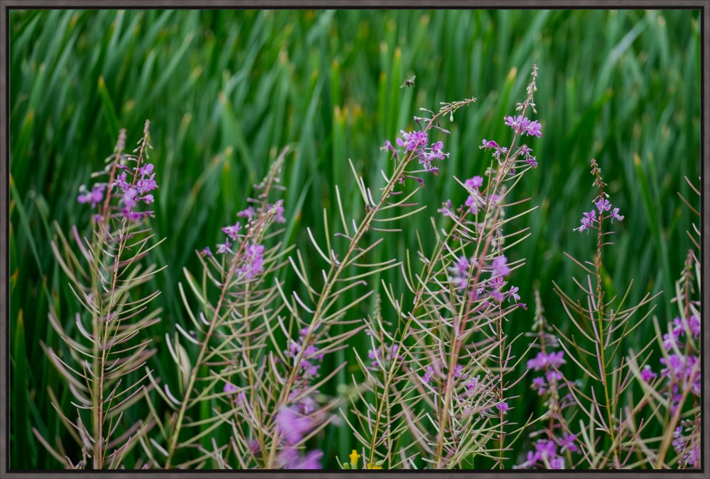 Purple Wildflowers + Bee