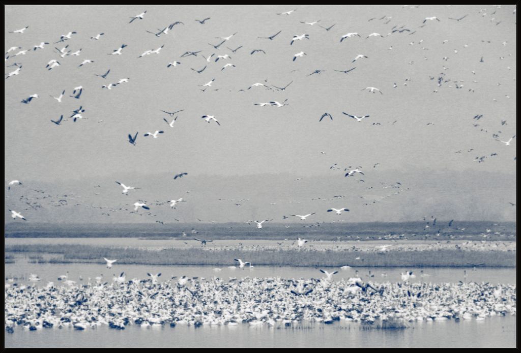 Snow Goose Cyanotype II