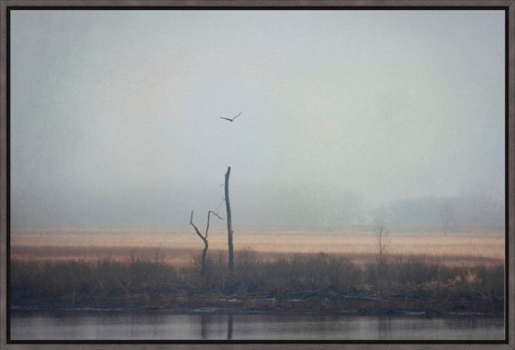 Wetlands Eagle