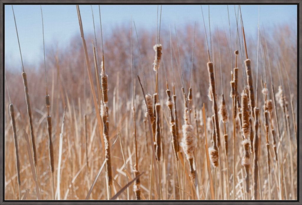 Bosque Cattails