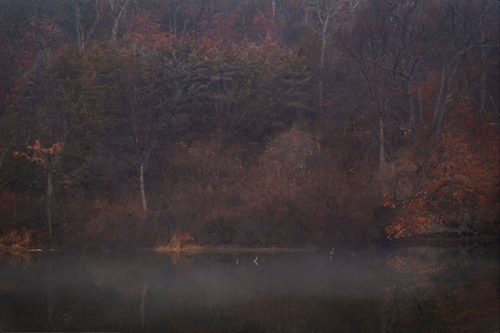 Foggy Winter Woods and Lake