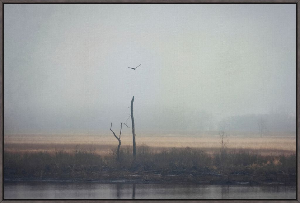 Wetlands Eagle