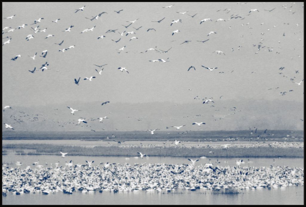 Snow Goose Cyanotype II