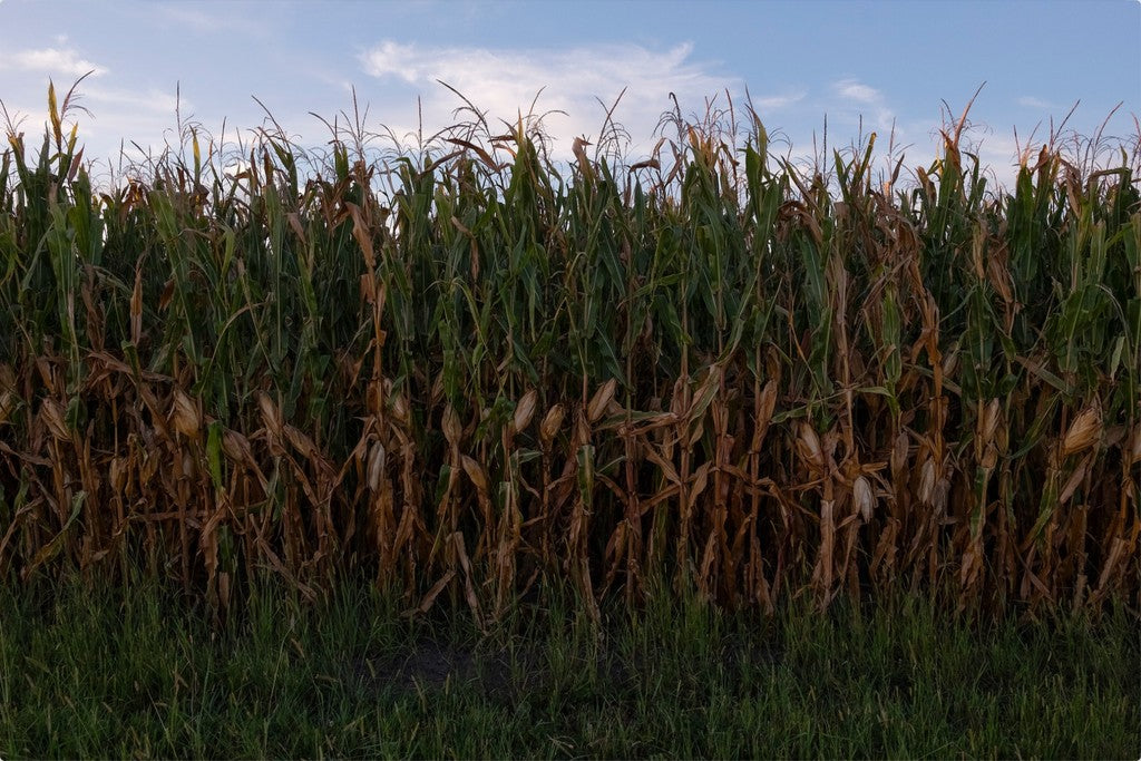 Land of the Tall Corn I