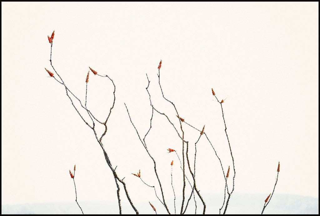 Ocotillo Against Bright Sky with Mountains