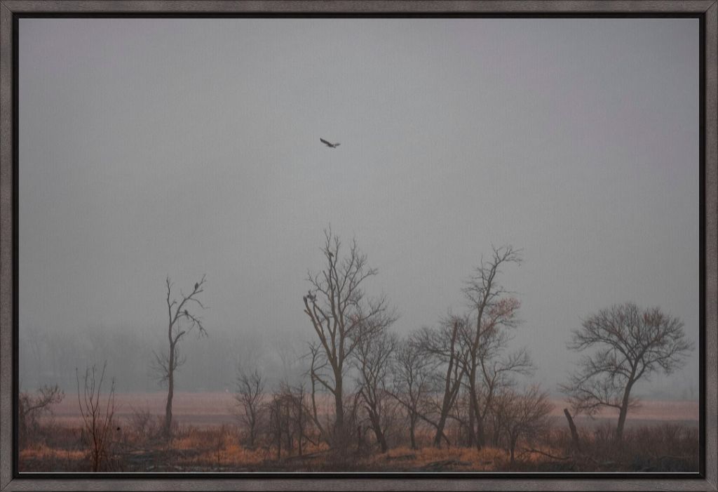 Wetlands Flight