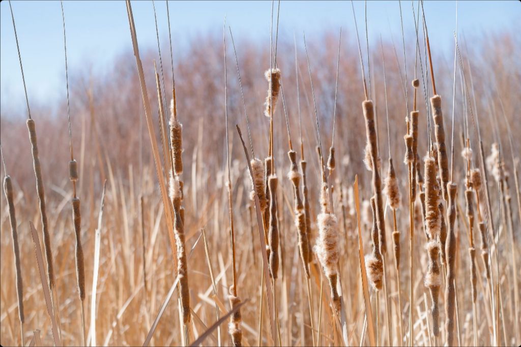 Bosque Cattails