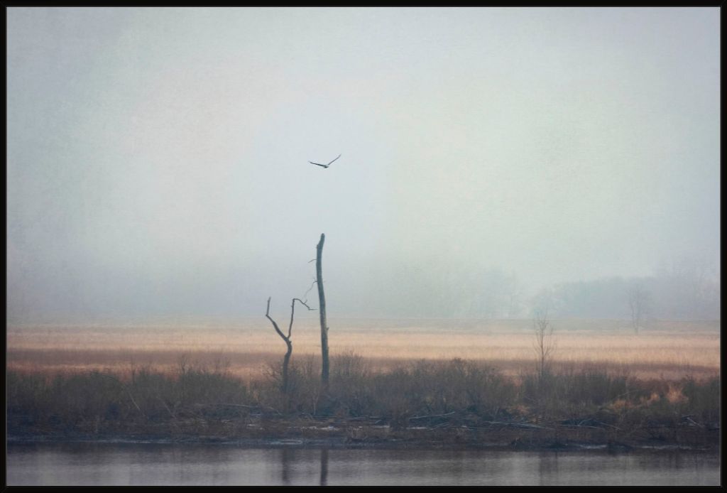 Wetlands Eagle