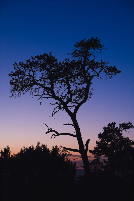 Heart of Lincoln National Forest