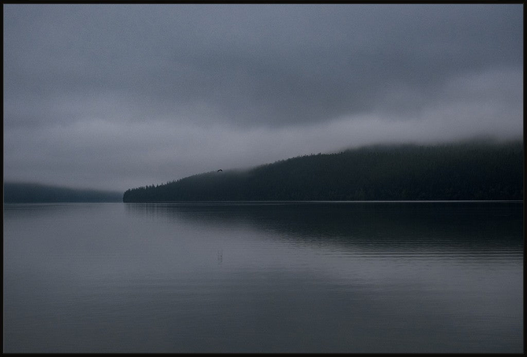 Dark Waters + Bird in Flight