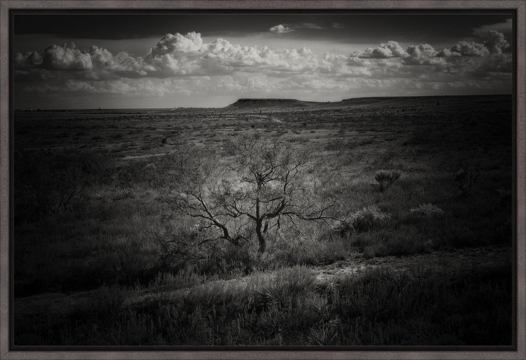 Muleshoe Monochrome