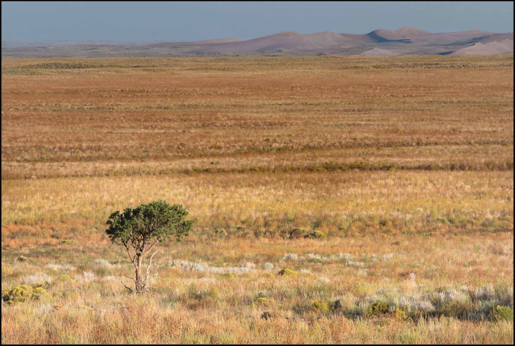 Tiny Tree and Sand Dunes
