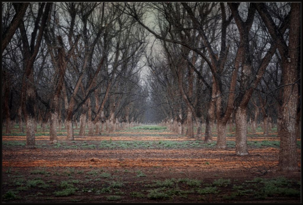 New Mexico Pecan Grove