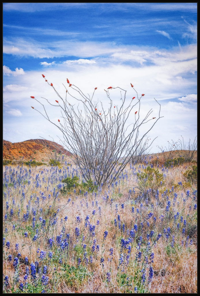 Ocotillo and Bluebonnets - Vertical