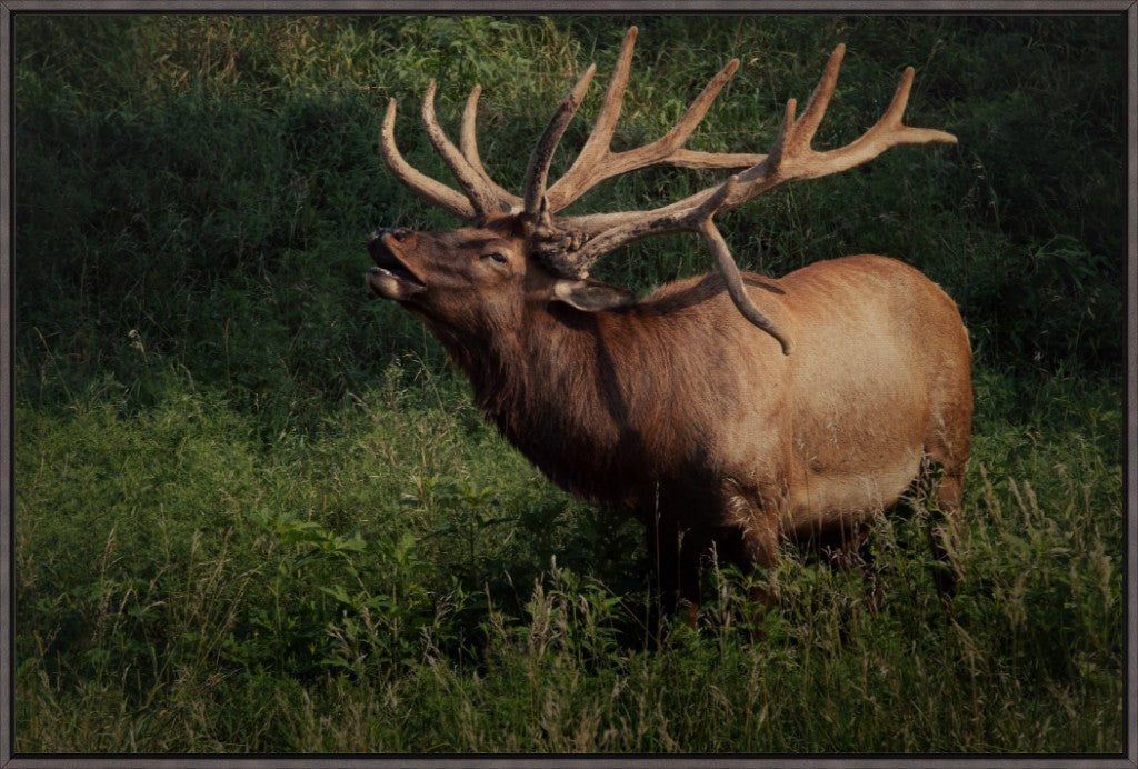 Ashland Bull Elk II