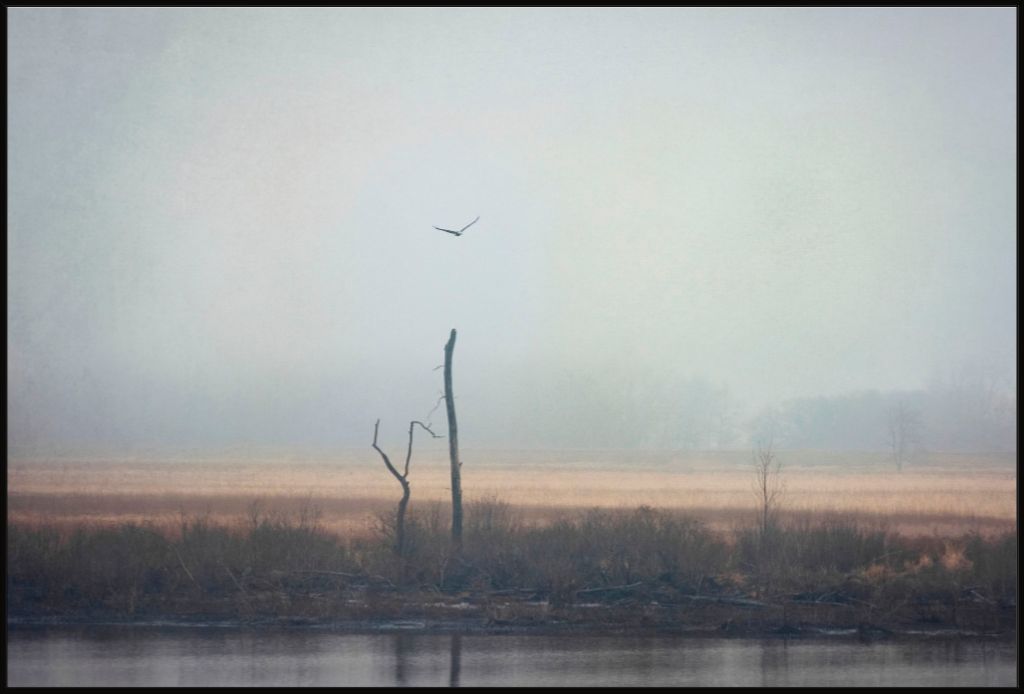 Wetlands Eagle