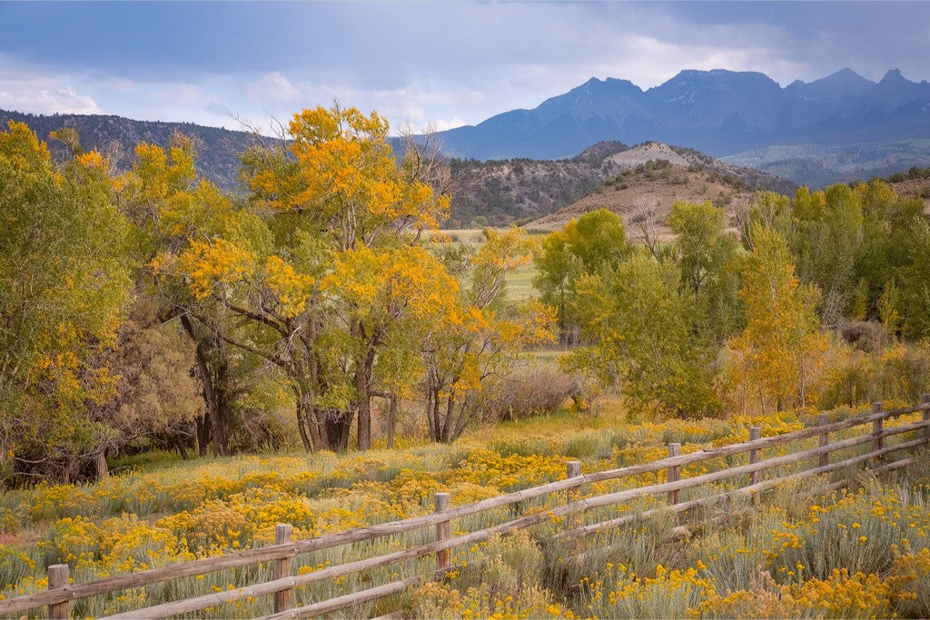 Colorado Cottonwoods