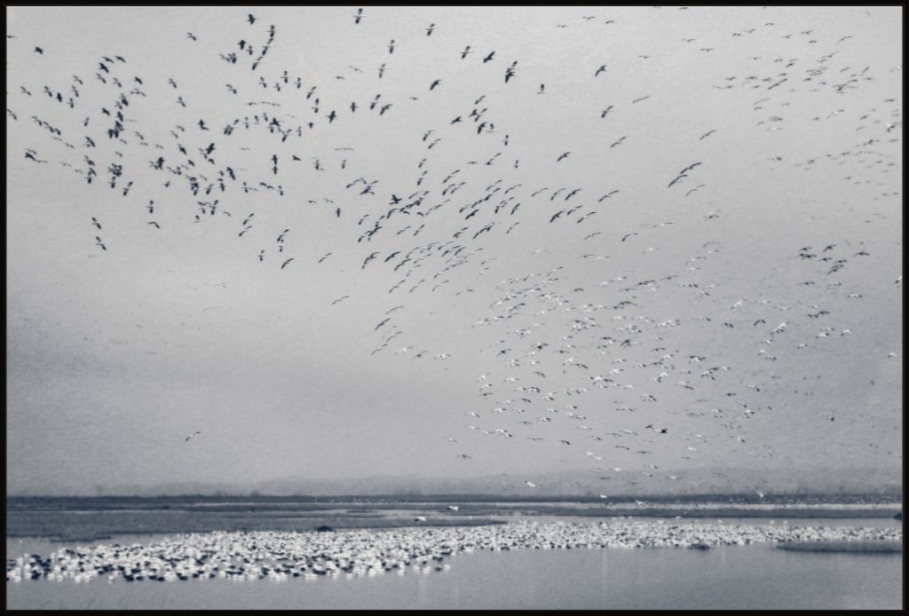 Snow Goose Cyanotype I