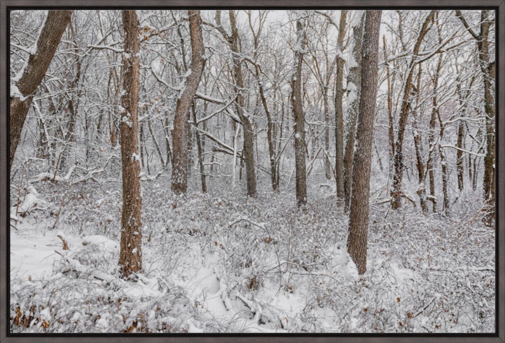 Winter in the Loess Hills