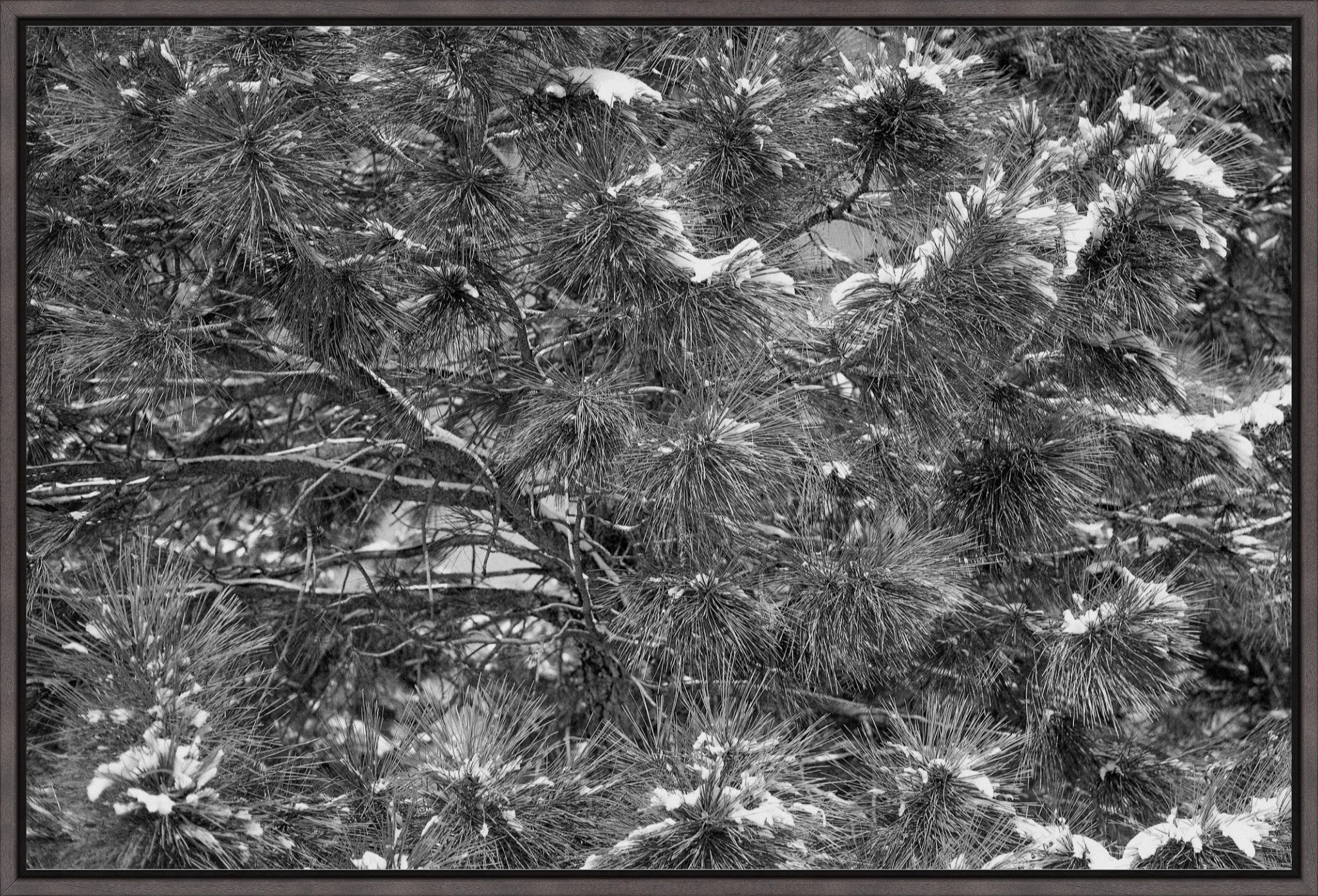 Snow on the Pine Boughs