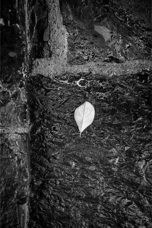 Leaf on Stone B/W