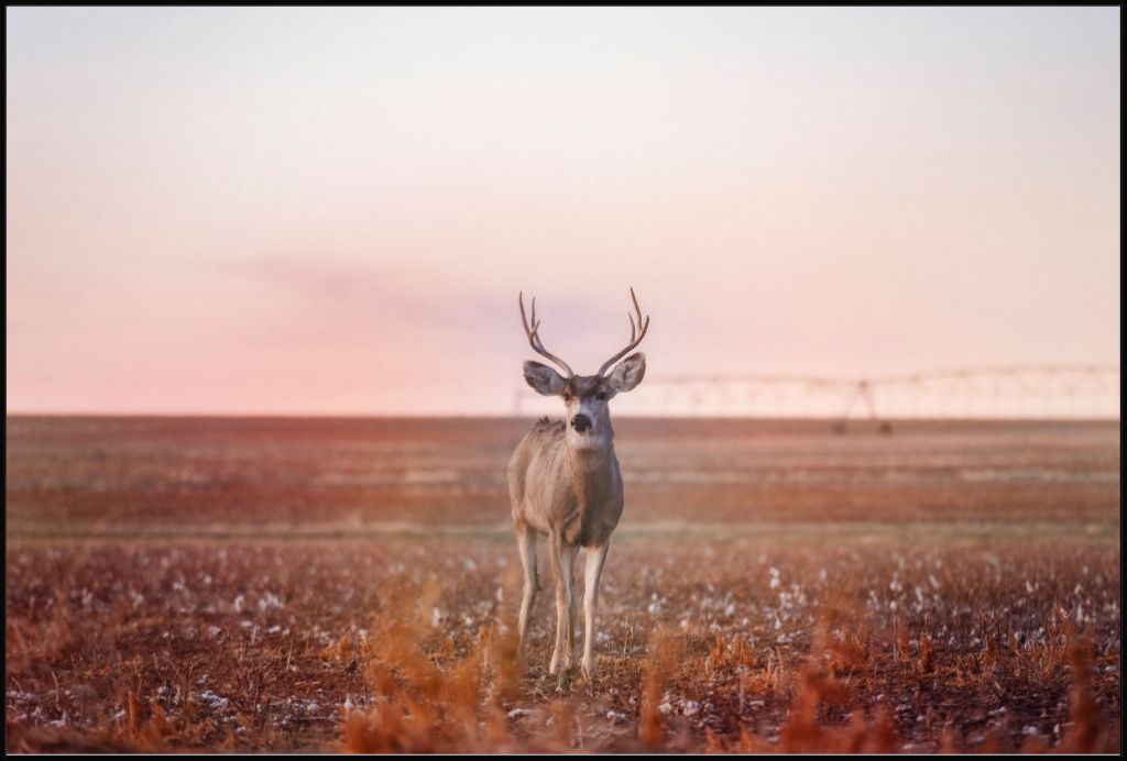 Golden Hour Mule Deer Buck