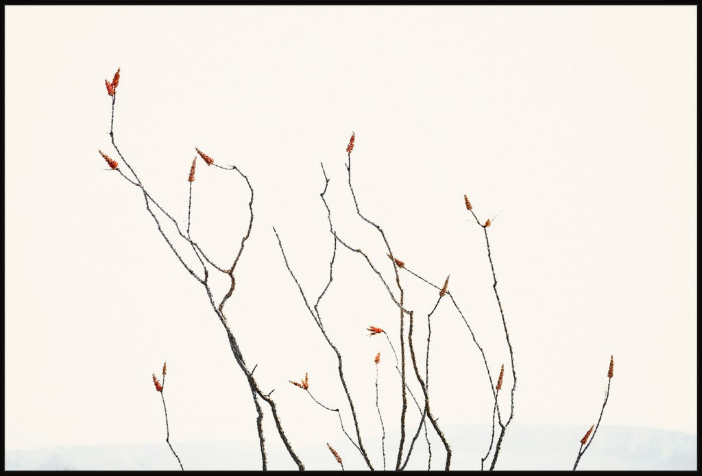 Ocotillo Against Bright Sky with Mountains