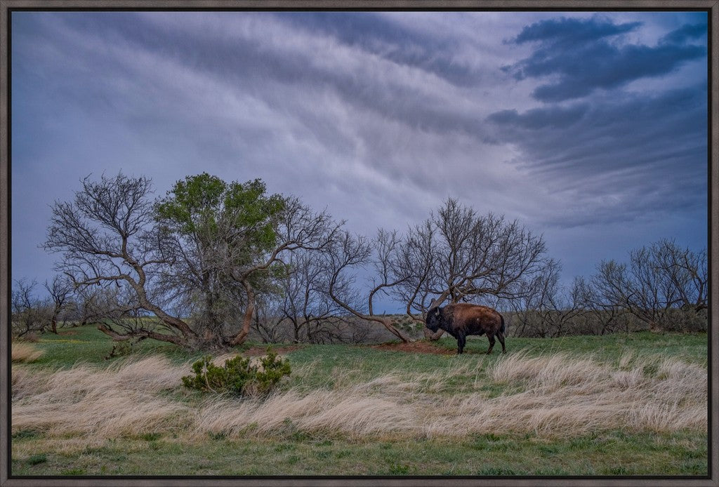 Caprock Bison II